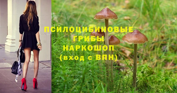шишки Новодвинск